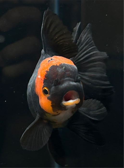 Thai Oranda Apache 3" Body Female 8 Months (JC-072)R1A07