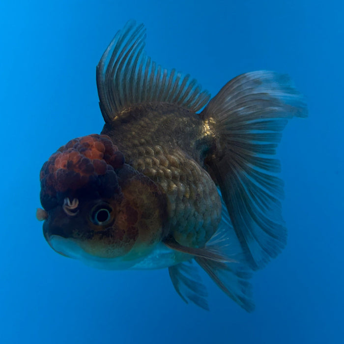 Thai Oranda Apache 3.5” Body Female 8 Months (JC-175)R1A9