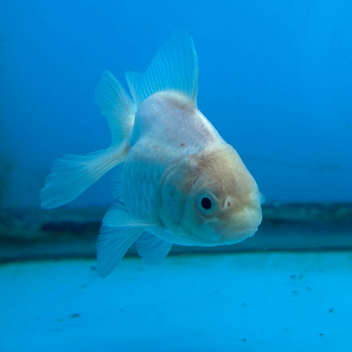 Thai Oranda White 2.5” Body Female 6 Months (JC-173)R1A9