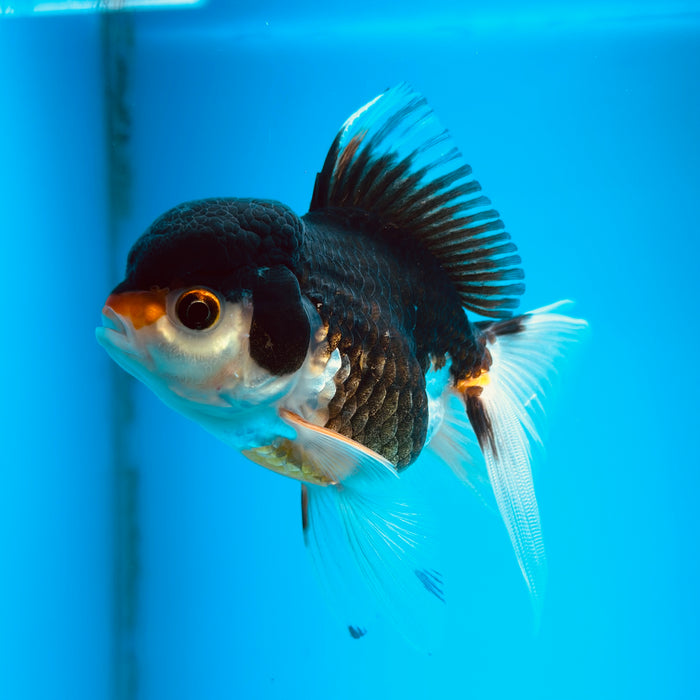 Live Fancy Goldfish  Tri Color Thai Oranda 3.00'' (KP-120) Ready To Ship! What You See What You Get.