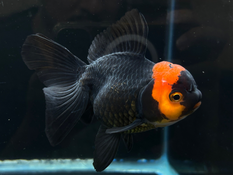 Thai Oranda Apache 3" Body Female 8 Months (JC-072)R1A07