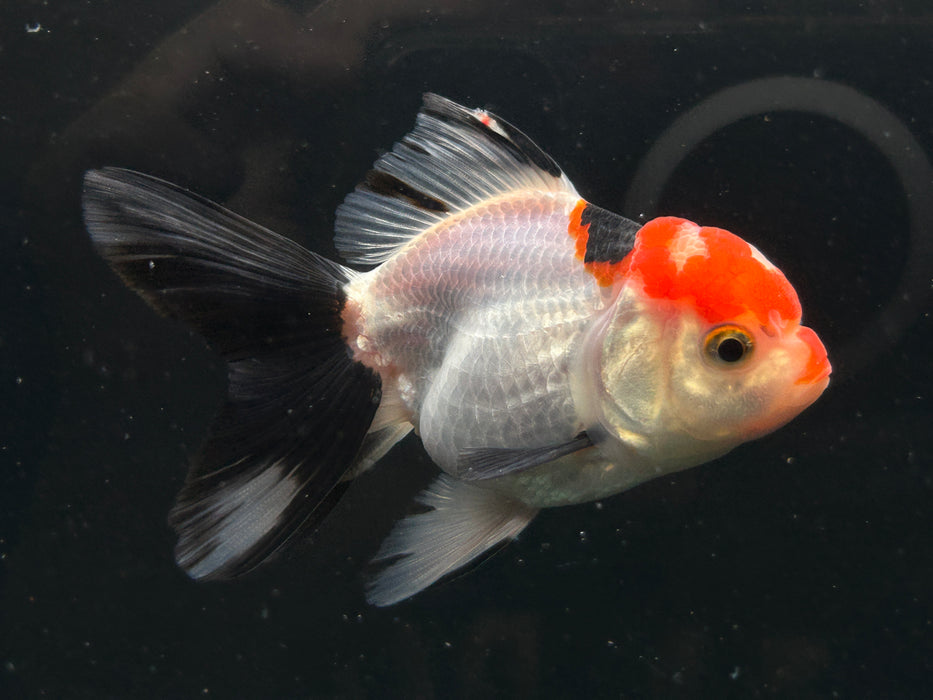 Thai Oranda Tri-Color 2.5”Body Female 5 Months (JC-028)R4A11