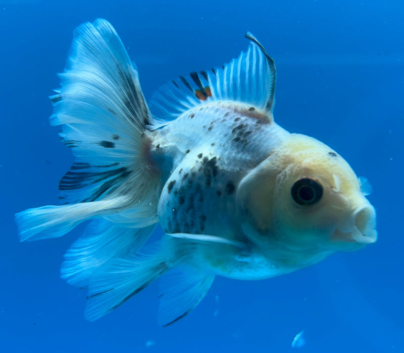 Thai Oranda Panda White Head Rose Tail 3” Body Male 6 Months (JC-125) R1A03