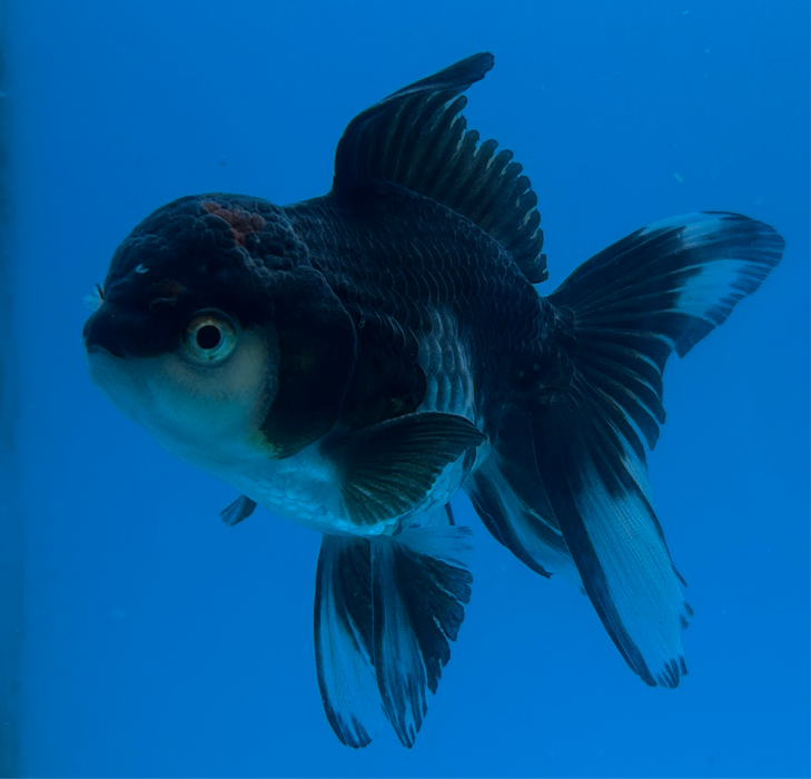 Thai Oranda Panda Rose Tail 3” Body Male 8 Months (JC-116) R1B05