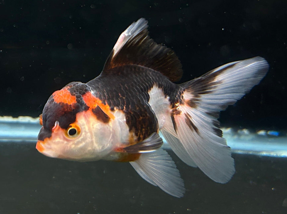 Thai Oranda Tri-Color 2.3” Body Female 5 Months (JC-060)R4A13