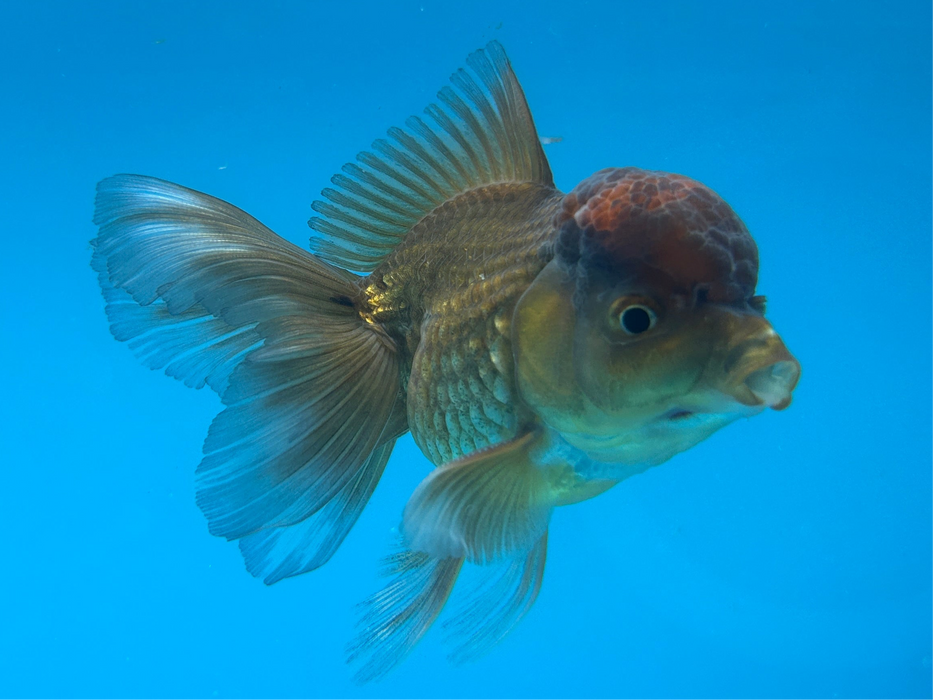 Thai Oranda Yellow Copper Rose Tail 2.5” Body Male 5 Months (JC-120) R1B05