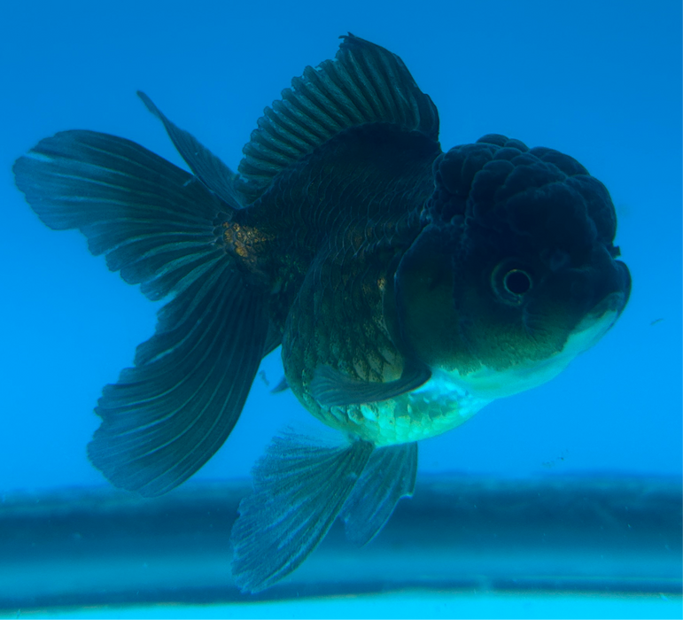 Thai Oranda Rose Tail Black 2.5” Body Female 6 Months (JC-102) R1B06