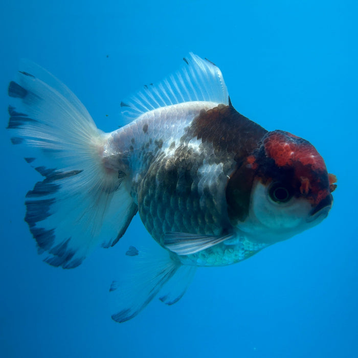 Thai Oranda Panda Red Cap Rose Tail 3” Body Male 6 Months (JC-130) R1A02