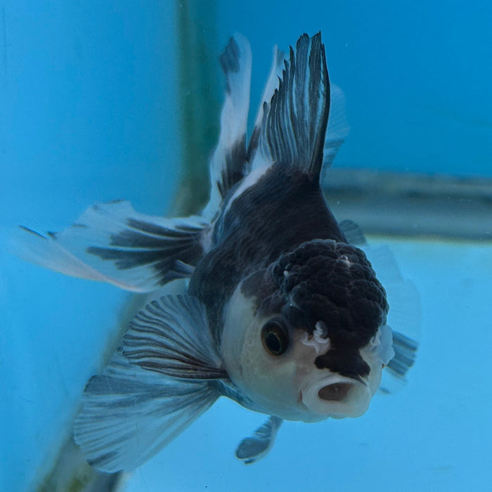 Thai Oranda Panda 3” Body Male 7 Months (JC-180)R1A9