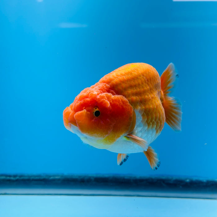 Live Fancy Goldfish Red & White Ranchu 3.00'' (KP-117) Ready To Ship! What You See What You Get.