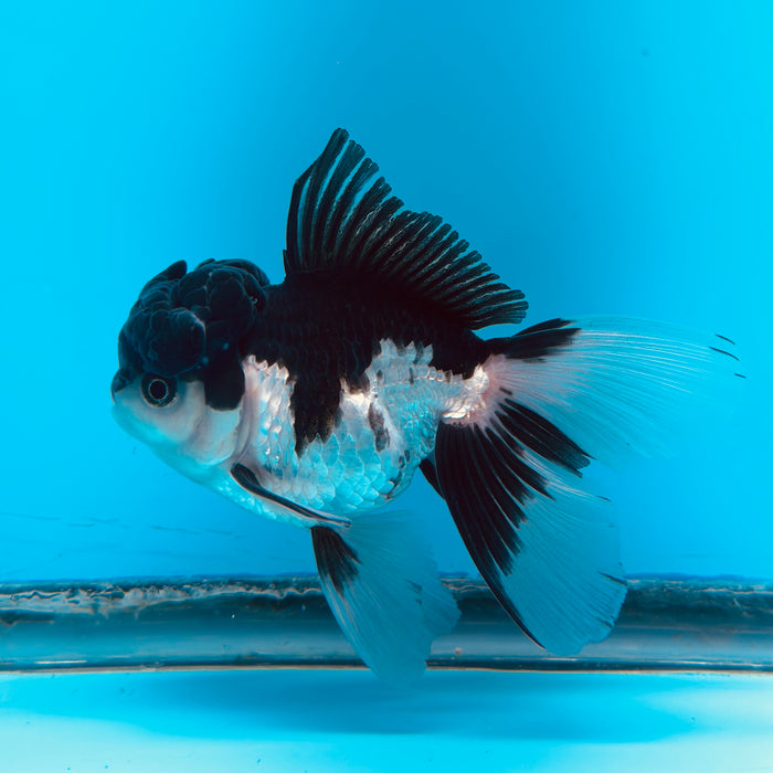 Live Fancy Goldfish Tri Color Thai Oranda 3.50'' (KP-116) Ready To Ship! What You See What You Get.