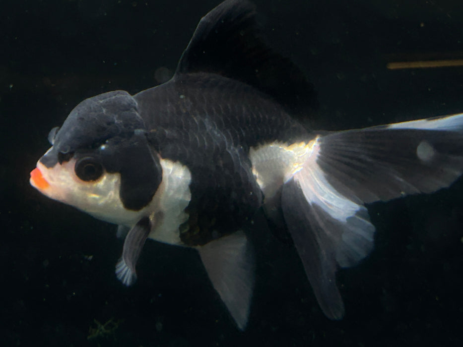 Thai Oranda Panda 2.5” Body Male 4 Months (JC-022)R4C10