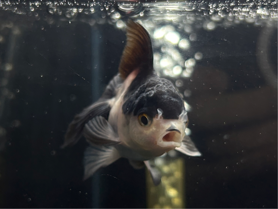 Thai Oranda 1.8" Body Female 4 Months (JC-067)R4B14