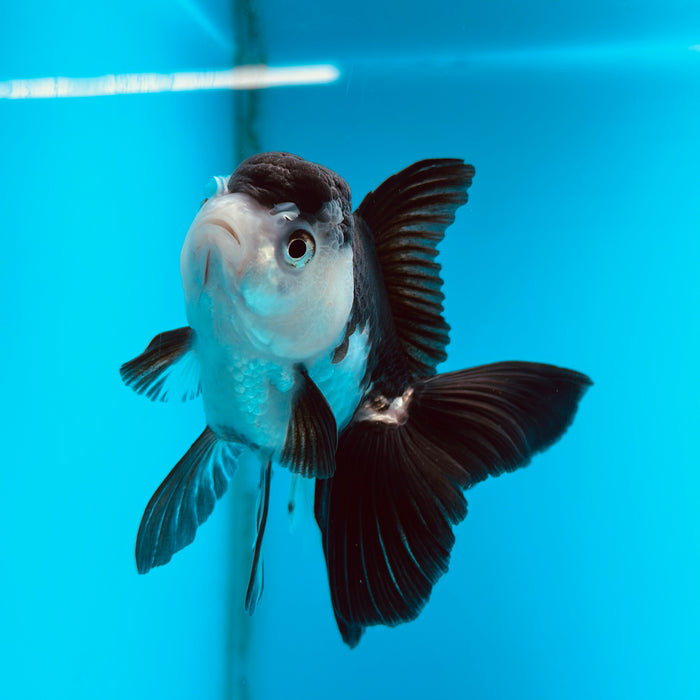 Live Fancy Goldfish Panda Thai Oranda 3.50'' (KP-123) Ready To Ship! What You See What You Get.