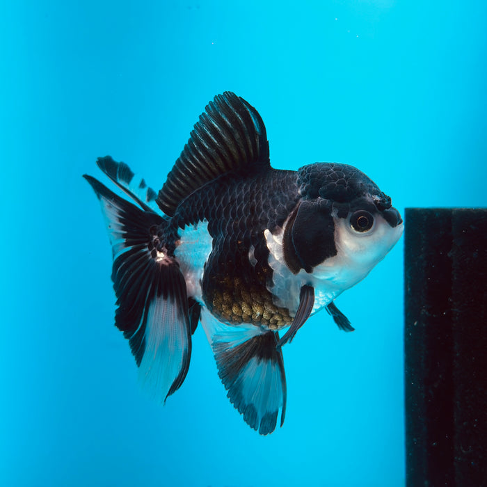 Live Fancy Goldfish Panda Thai Oranda 3.00'' (KP-122) Ready To Ship! What You See What You Get.