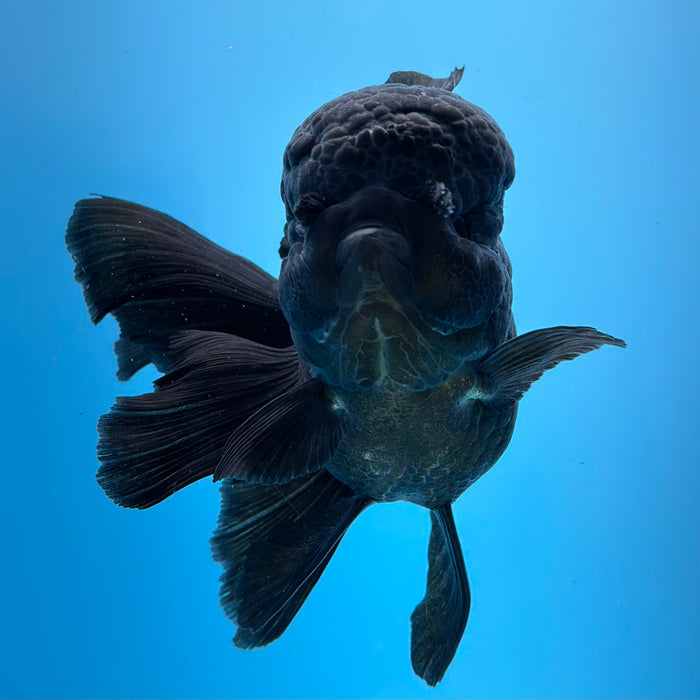 Live Fancy Goldfish Jet Black Oranda 3.50'' (KP-105) Ready To Ship! What You See What You Get.