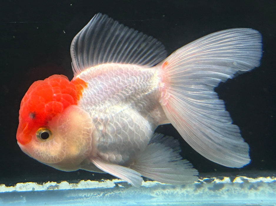 Thai Oranda Red Cap 2” Body Male 4 Months (JC-054)R4B10