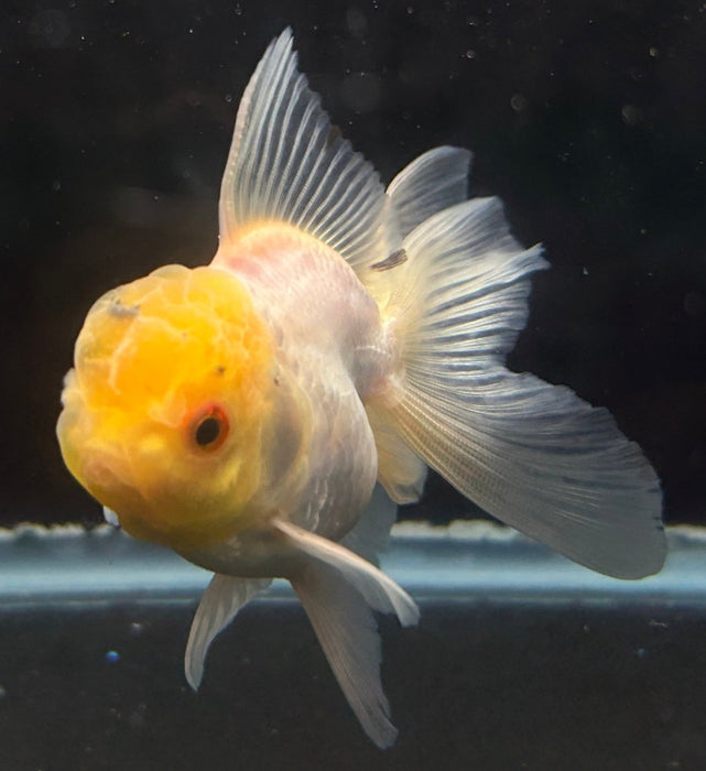 Thai Oranda Lemon Head 2.0” Body Male 4 Months (JC-063)R4A12