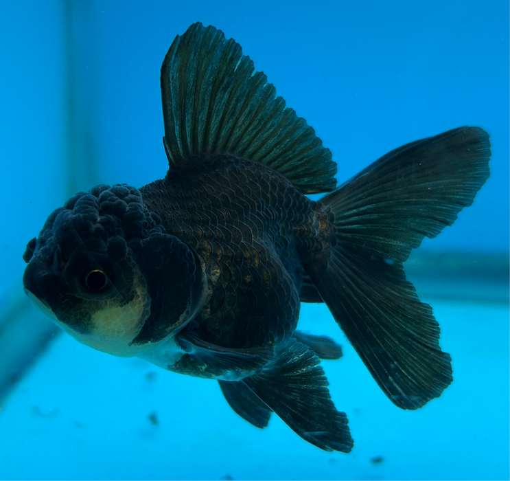 Thai Oranda Rose Tail Black 2” Body Male 5 Months (JC-103) R1B06