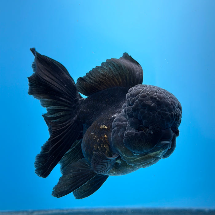 Live Fancy Goldfish Jet Black Oranda 3.50'' (KP-105) Ready To Ship! What You See What You Get.