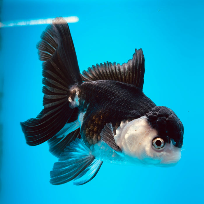 Live Fancy Goldfish Panda Thai Oranda 3.50'' (KP-123) Ready To Ship! What You See What You Get.