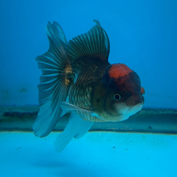 Thai Oranda Apache 3.5” Body Female 8 Months (JC-176)R1A9