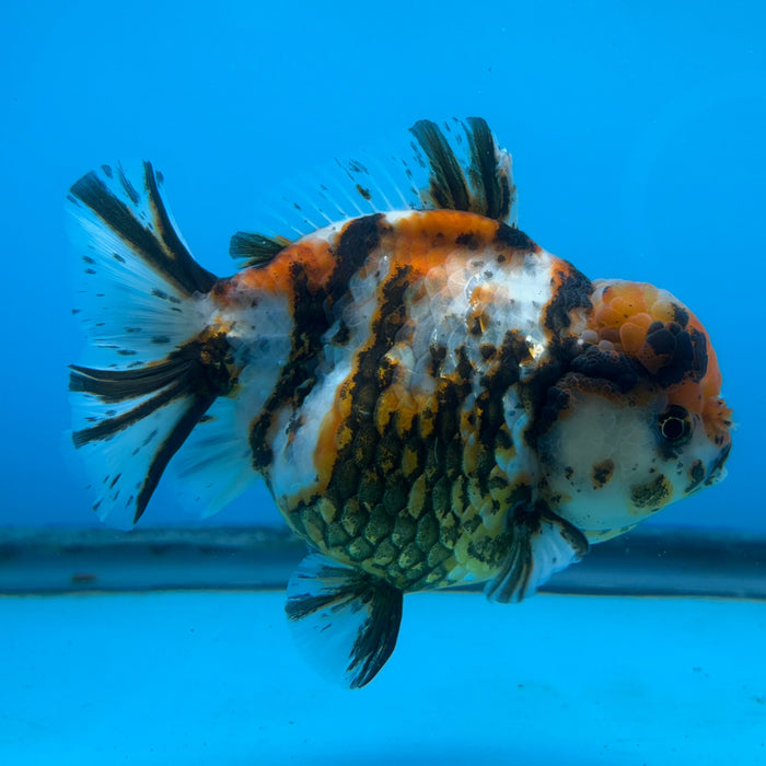 NK Thailand Thai Oranda Short Tail White Tiger Calico 4” Body Male (JC-004) R1C4