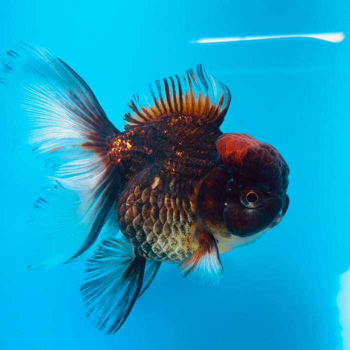 Live Fancy Goldfish Tri Color Thai Oranda 3.50'' (KP-110) Ready To Ship! What You See What You Get.