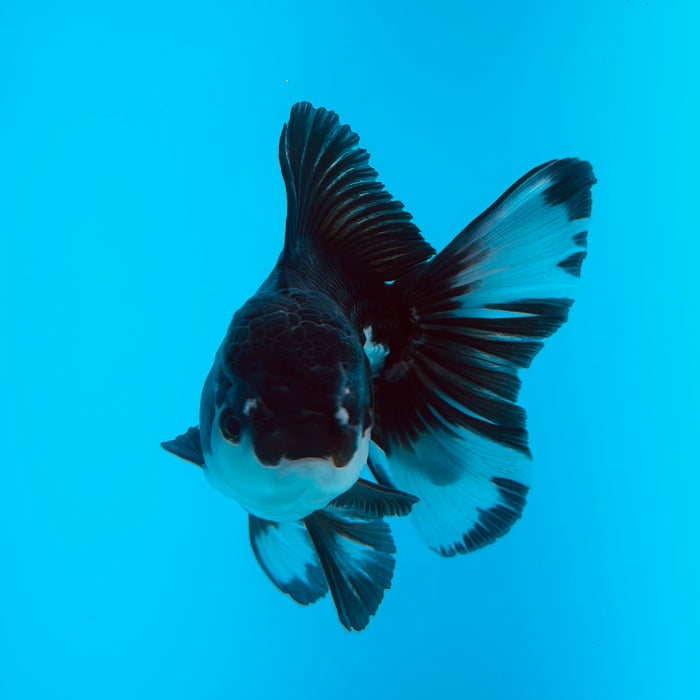 Live Fancy Goldfish Panda Thai Oranda 3.00'' (KP-122) Ready To Ship! What You See What You Get.