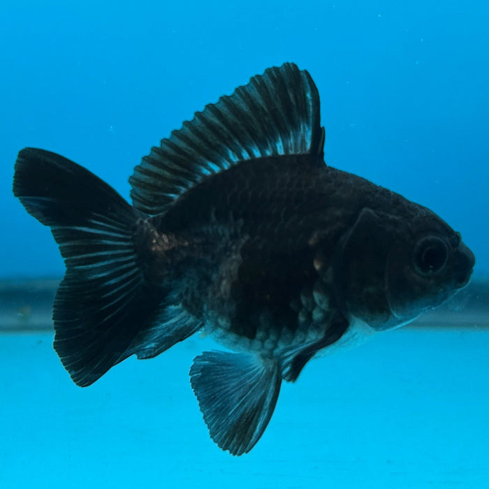 Thai Oranda Yuan Bao Black 2” Body Male 4 Months (JC-136) R1A02