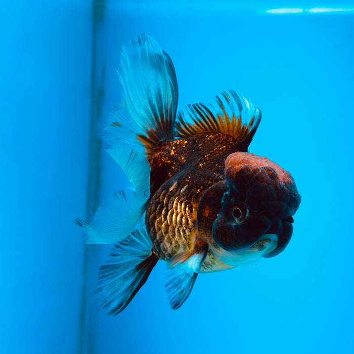 Live Fancy Goldfish Tri Color Thai Oranda 3.50'' (KP-110) Ready To Ship! What You See What You Get.