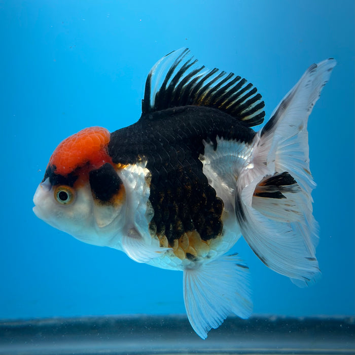 Live Fancy Goldfish Tri Color Thai Oranda 3.50'' (KP-101) Ready To Ship! What You See What You Get.