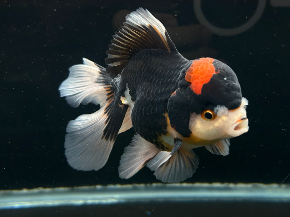 Thai Oranda Tri-Color 3" Body Male 8 Months (JC-078)R1A07