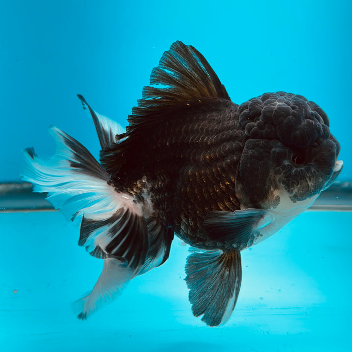 Live Fancy Goldfish Panda Thai Oranda 3.50'' (KP-106) Ready To Ship! What You See What You Get.