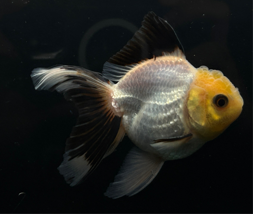 Thai Oranda Panda 2.5”Body Male 4 Months (JC-030)R4A10