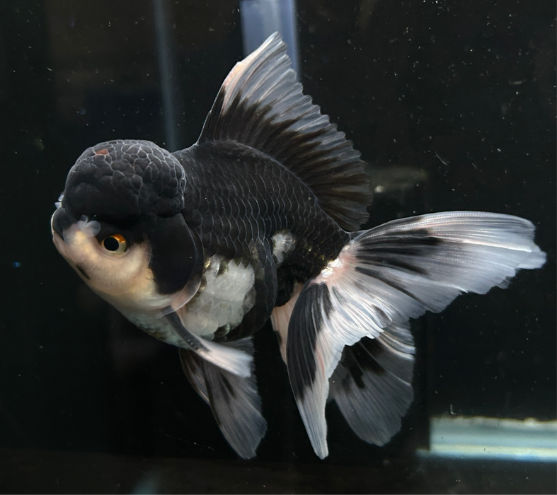 Thai Oranda Panda 3.0” Body Male 6 Months (JC-018)R4C09