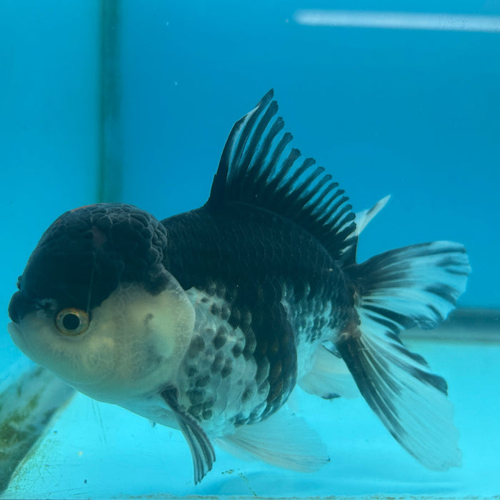 Thai Oranda Panda Lava Head 3.5” Body Male 8 Months (JC-167)R1A08