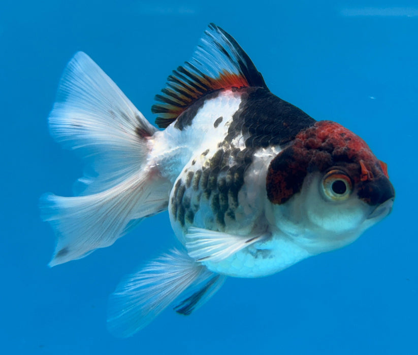 Thai Oranda Panda Red Cap Rose Tail 3” Body Female 6 Months (JC-126) R1A03