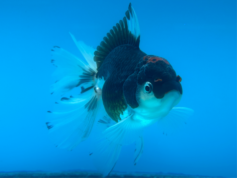 Thai Oranda Panda Red Cap 3.5” Body Female 9 Months (JC-094) R1A05 (Room To Grow Show Quality)