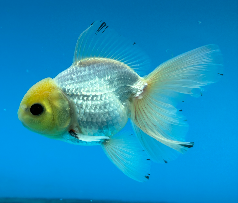 Thai Oranda Panda Lemon Head Rose Tail 3” Body Male 7 Months (JC-112) R1B04