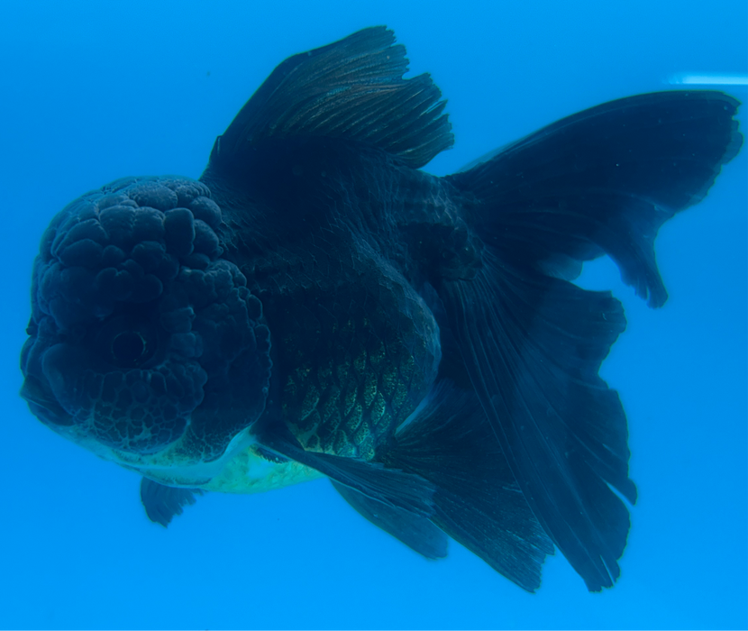 Thai Oranda Rose Tail Super Black 3” Body Male 7 Months (JC-100) TUB15