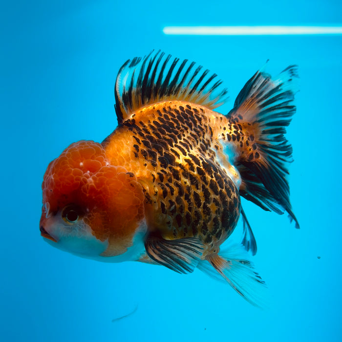 Live Fancy Goldfish Tiger Tri Color Thai Oranda 3.00'' (KP-113) Ready To Ship! What You See What You Get.