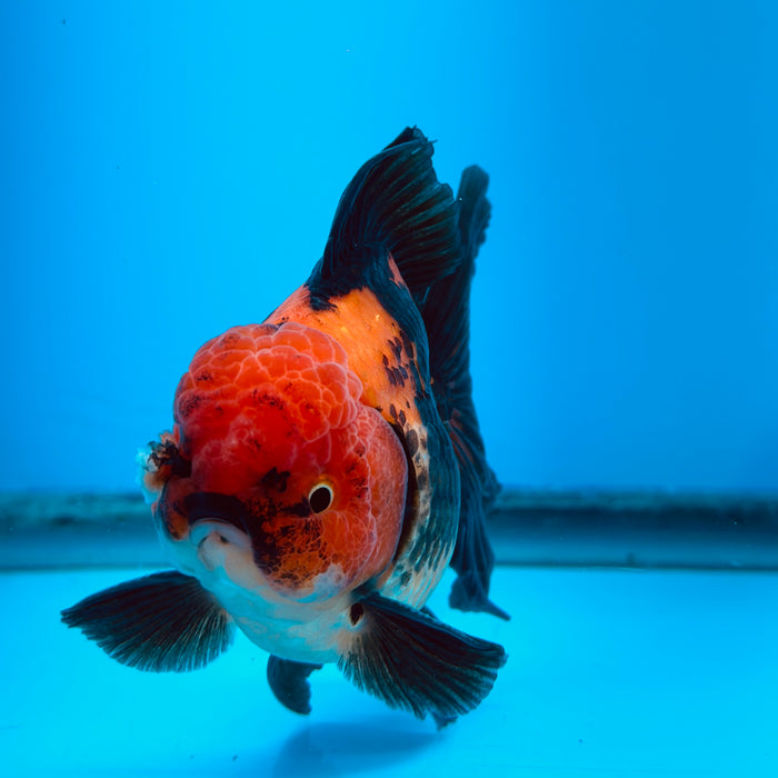 Live Fancy Goldfish Tri Color Thai Oranda 3.50'' (KP-109) Ready To Ship! What You See What You Get.