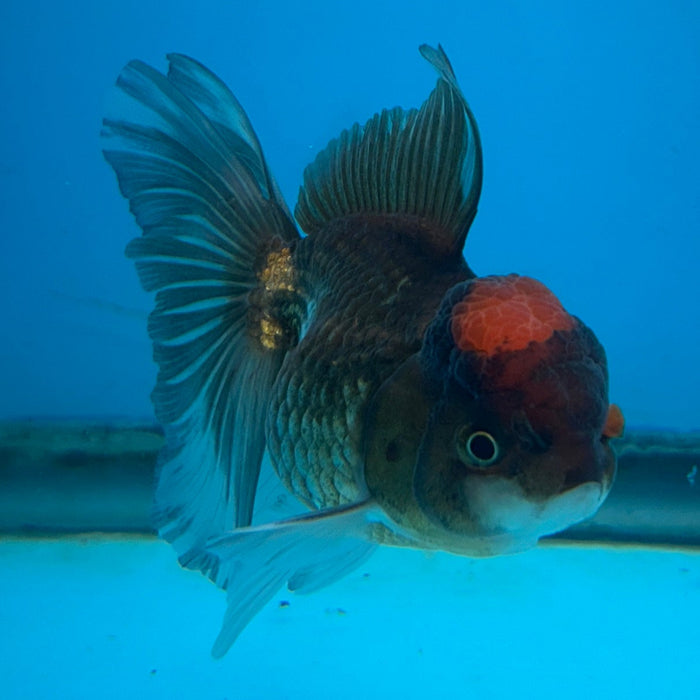 Thai Oranda Apache 3.5” Body Female 8 Months (JC-176)R1A9