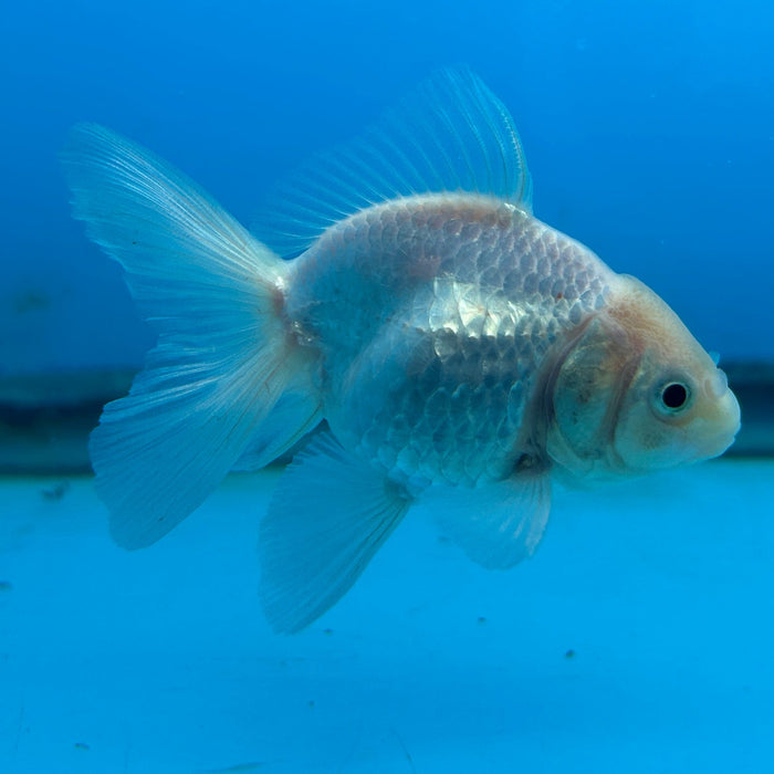 Thai Oranda White 2.5” Body Female 6 Months (JC-173)R1A9