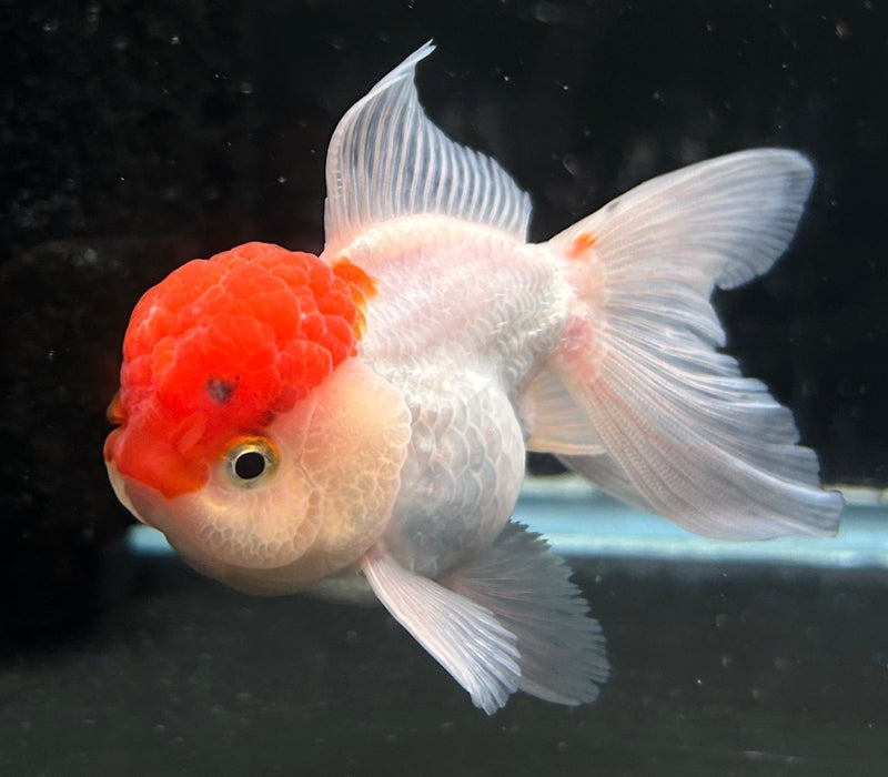 Thai Oranda Red Cap 2” Body Male 4 Months (JC-054)R4B10