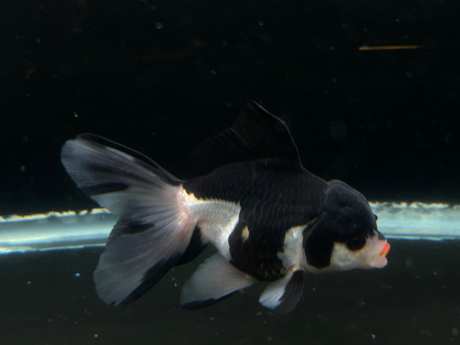 Thai Oranda Panda 2.5” Body Male 4 Months (JC-022)R4C10