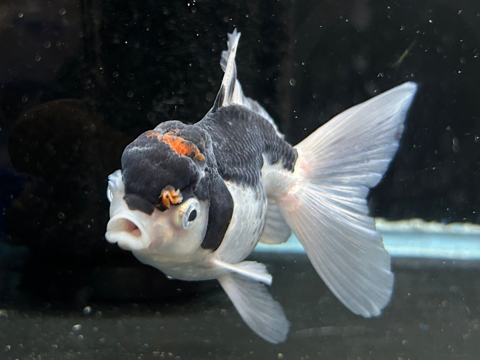 Thai Oranda Tri-Color 2.5” Body Female 6 Months (JC-047)R4C08