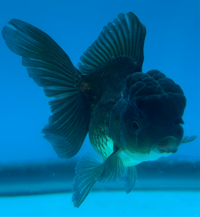 Thai Oranda Rose Tail Black 2.5” Body Female 6 Months (JC-102) R1B06