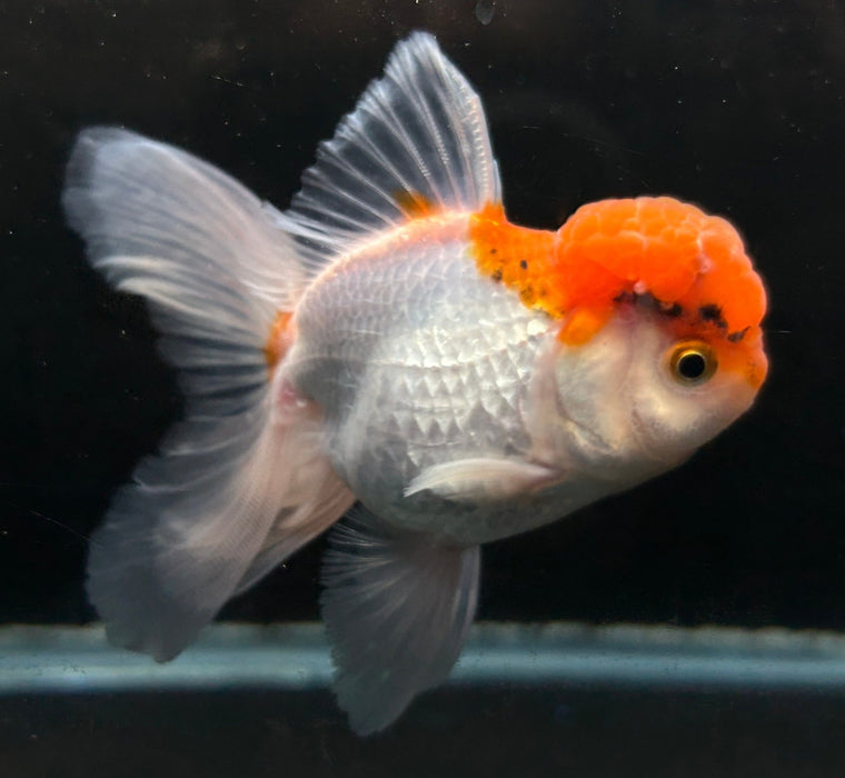 Thai Oranda Red Cap 2.5” Body Male 6 Months (JC-055)R4A12